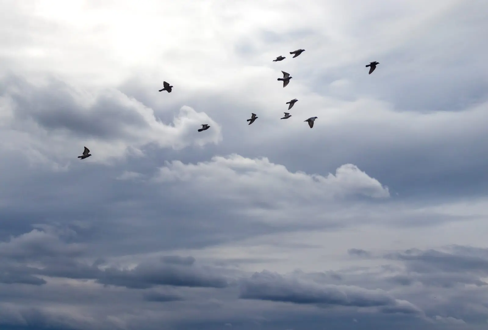 Birds in flight, representing the flight stress respinse.