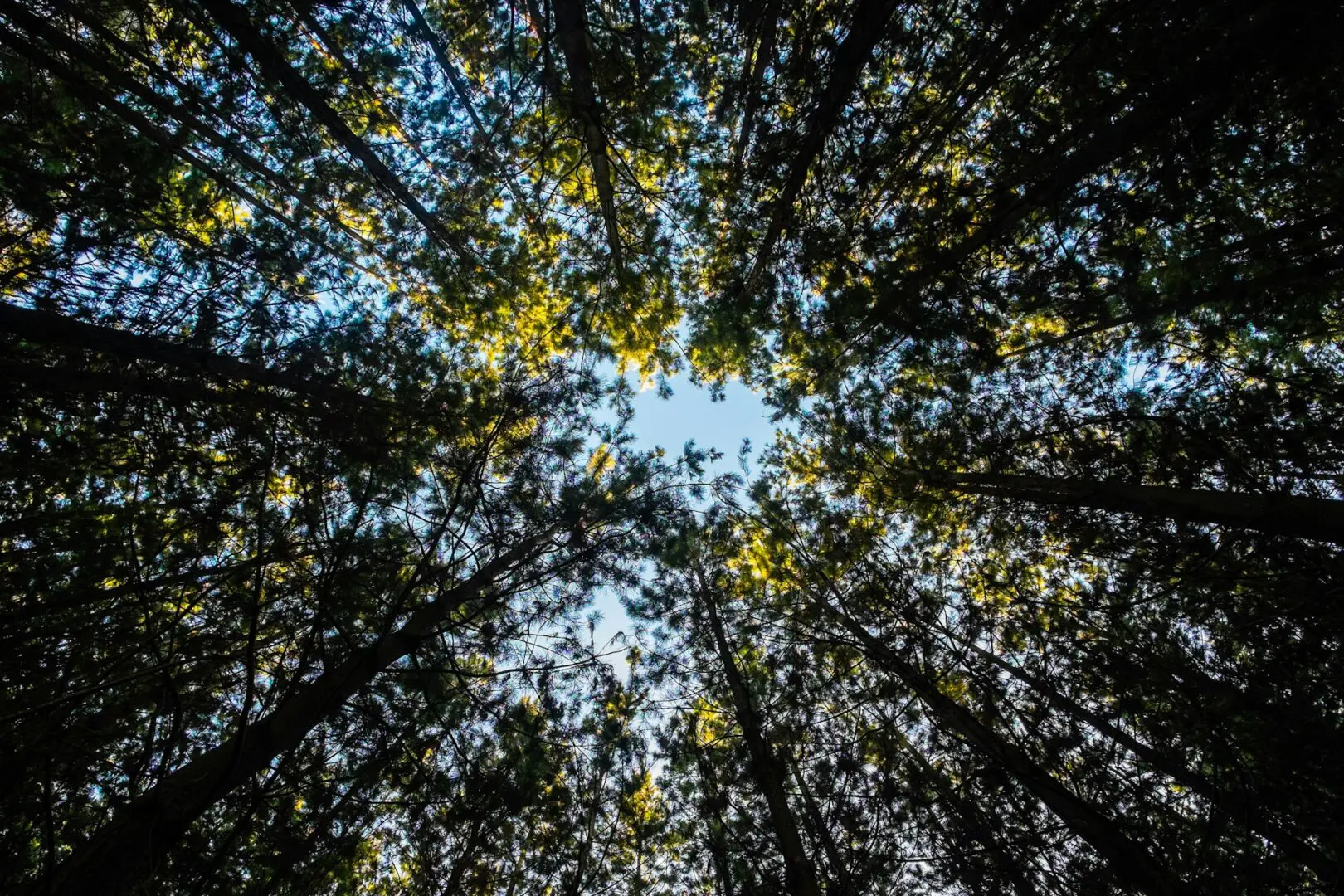 tall trees, representing a bottom up approach to trauma treatment