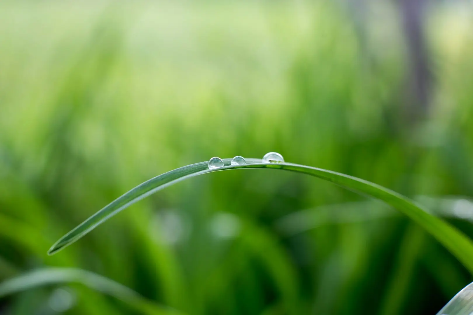 Close-up of a blade of grass with three dewdrops resting on it, offering a serene moment that feels like nature's way of coping with stress. The blurred green background suggests a lush, grassy field or garden, emphasizing the fresh and tranquil atmosphere.