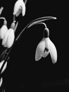 A close-up black and white photo of a snowdrop flower, with one prominent bloom in focus and others blurred behind, embodies embracing the grey—challenging black-and-white thinking against a striking dark backdrop.