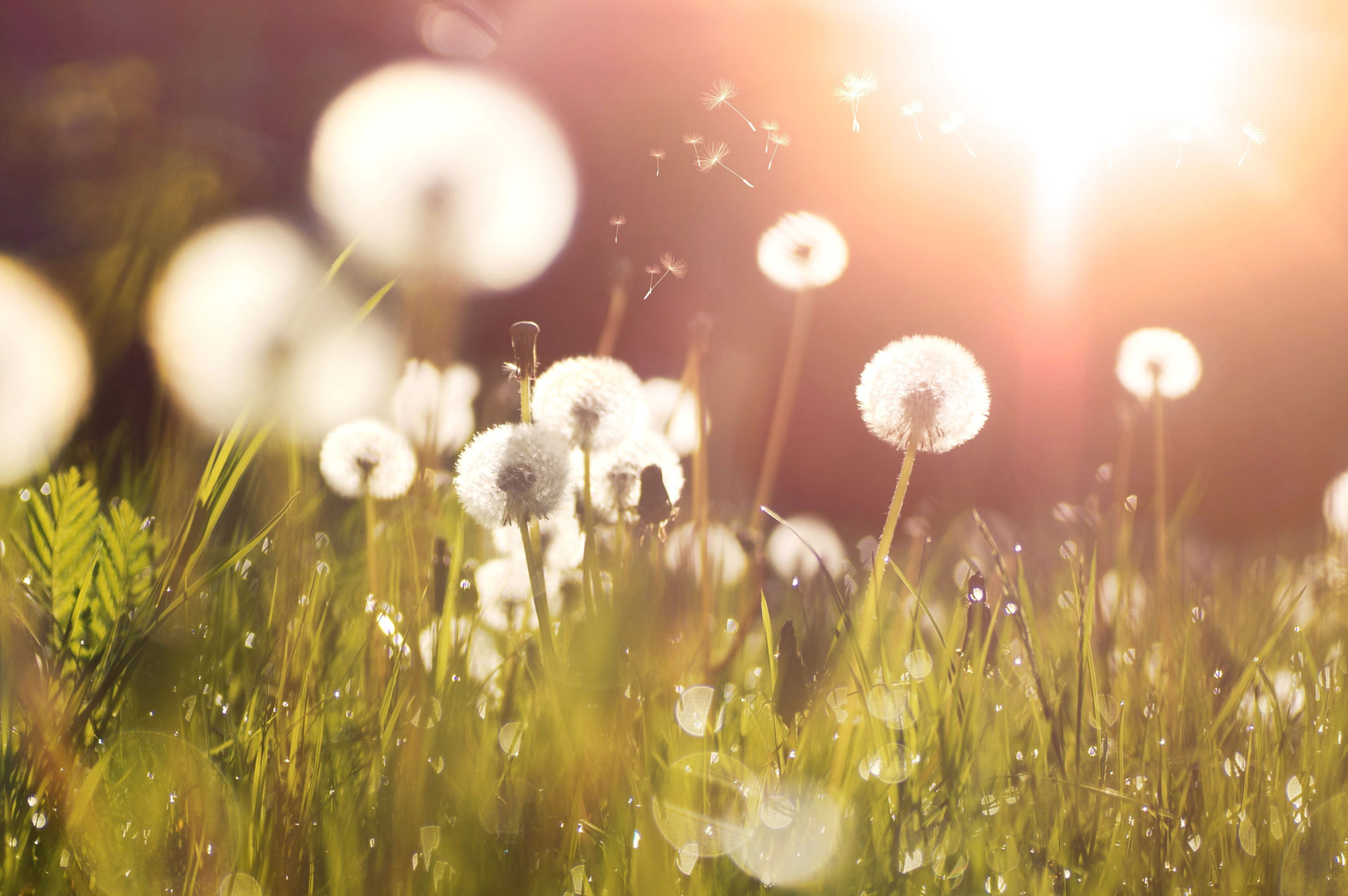 A sunlit field of dandelions with some seeds blowing in the breeze. The soft focus and bright light create a dreamy atmosphere reminiscent of a serene, early-morning scene outside a mental hospital. Dewdrops are visible on the grass, adding to the tranquility.