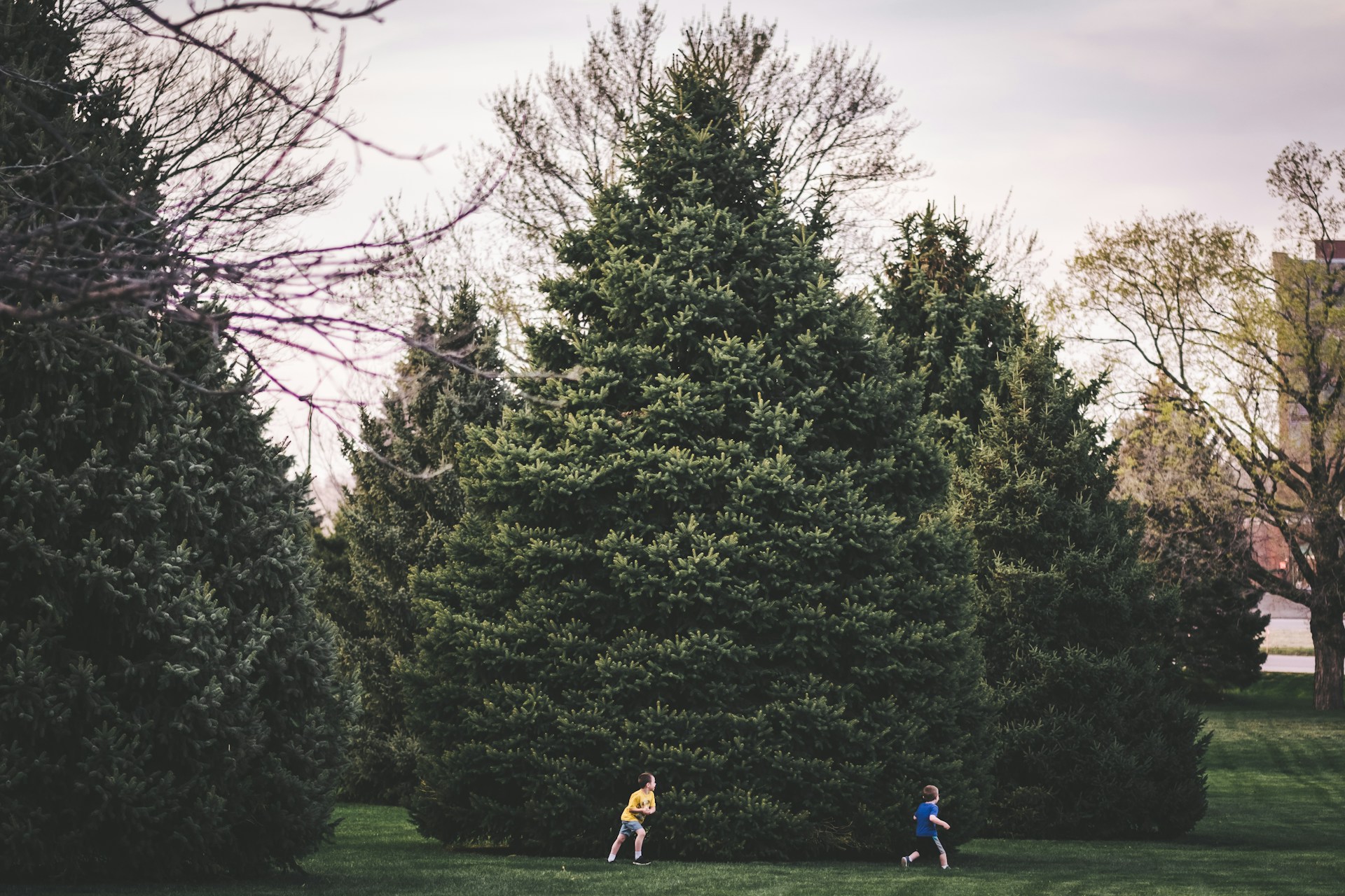Two children are running on a grassy area next to several large evergreen trees. The sky is overcast, and the trees are lush and green, with some bare branches visible on the left side of the image. The scene looks calm and natural, reminiscent of serene grounds found near a mental health treatment center.