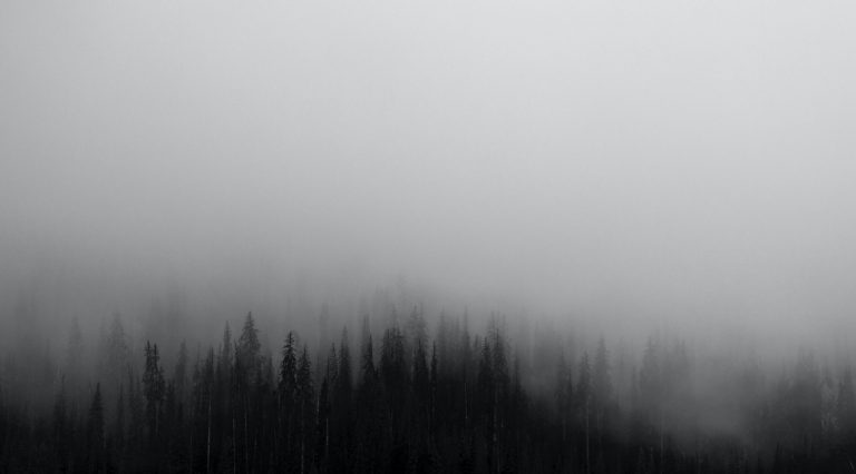 Fog in a forest, representing dissociative identity disorder.