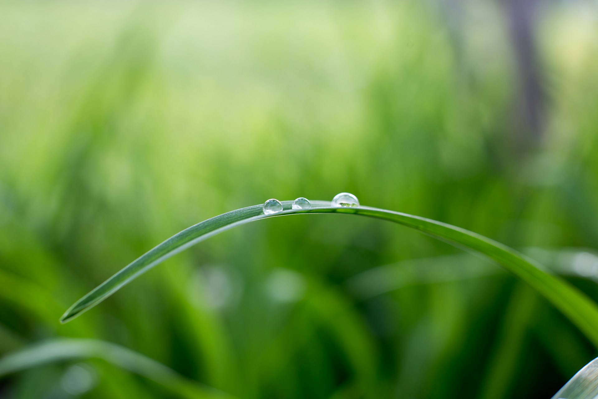 Close-up of a blade of grass with three dewdrops resting on it, offering a serene moment that feels like nature's way of coping with stress. The blurred green background suggests a lush, grassy field or garden, emphasizing the fresh and tranquil atmosphere.