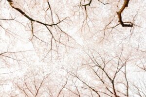 Looking up at the sky through a canopy of cherry blossom trees in full bloom, the branches covered in delicate pink flowers create a serene scene against a pale sky. This tranquil moment feels like an antidote to nervous system dysregulation.