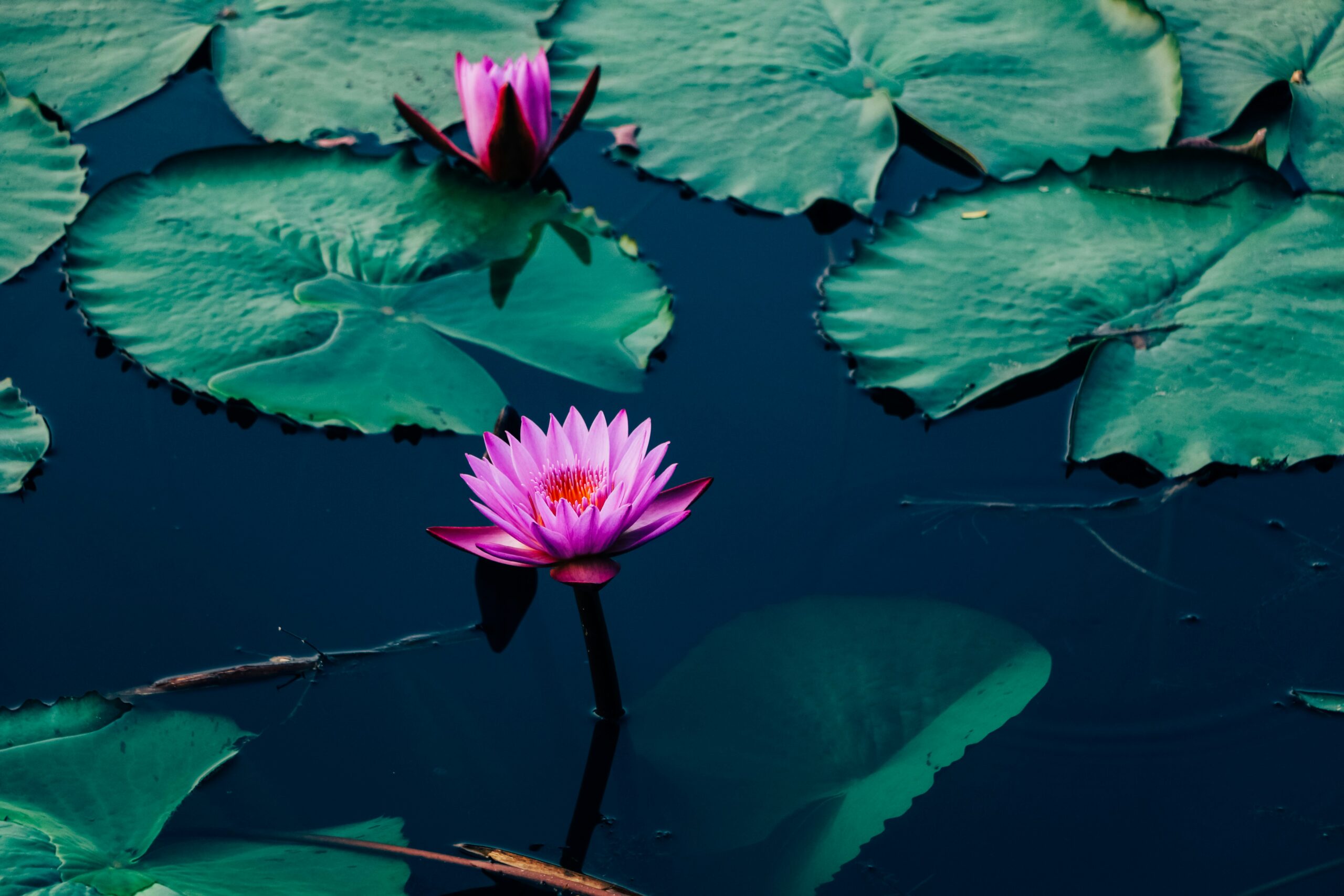 A vibrant pink water lily blooms on a dark pond, surrounded by large green lily pads—an enchanting scene that highlights how Green Spaces for Mental Health can inspire calm. Another pink water lily is partially open in the background.